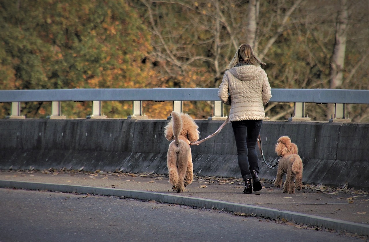 Dog Walk Safety: Protecting Yourself and Your Pet